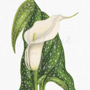 Ilustração botânica Imagem para impressão "Ivory Calla Lily" PNG e JPG para decoração de parede, impressão, artesanato, colagens...