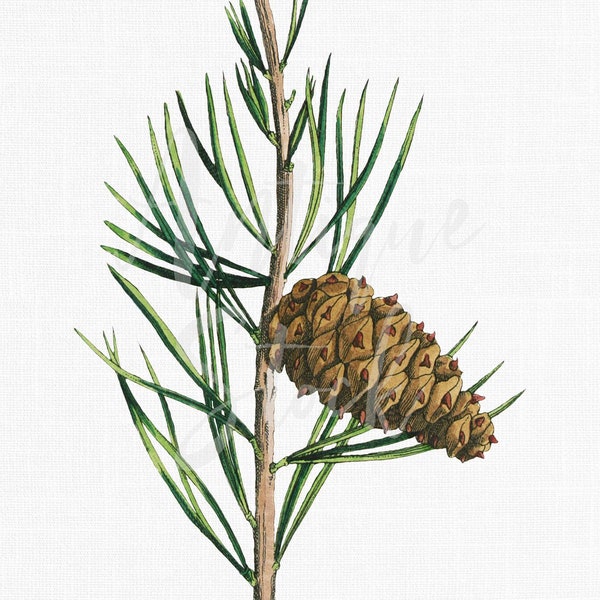 Pine Branch Clipart "Jersey Pine" Botanical Illustration Digital Download for Crafts, Wall Art, Collages, Transfers, Scrapbooking...