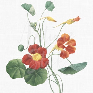 Fichiers PNG de fleurs anciennes « Capucine de jardin » Dessin d'art botanique pour travaux manuels, décoration murale, collage, cadeaux...