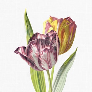 Tulip Clipart Vintage Botanical Illustration PNG JPG Garden Tulip Tulipa Gesneriana Flower Download