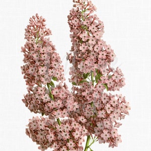 Flor Clipart "Lila" Ilustración botánica, Imagen de descarga instantánea para invitaciones, manualidades, collages, arte de pared...