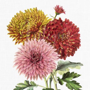 Botanische Illustration, Blumenstrauß druckbare Kunst ""Mums"" Herbst Bild Download für Hochzeitseinladungen, Collagen..."