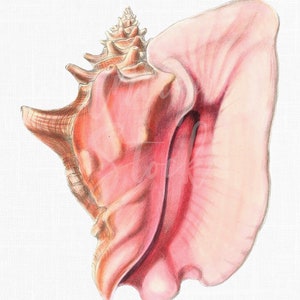 Obraz do wydrukowania „Queen Conch” Sea Life w wersji cyfrowej do pobrania jako sztuka do wydruków, albumów, kolaży, rękodzieła...