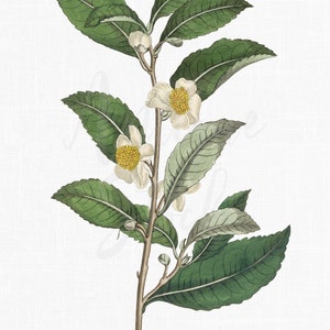 Ilustração botânica de planta de chá, imagens PNG e JPG, download instantâneo "Planta de chá" para impressão para convites, decoupage, arte de parede ...