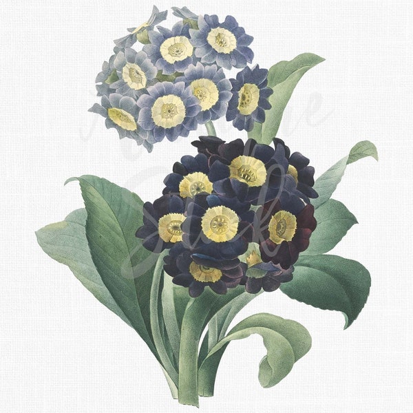 Botanical Illustration "Auricula" Flower Clipart Instant Download Art for Wall Art Prints, Collages, Graphic Design...