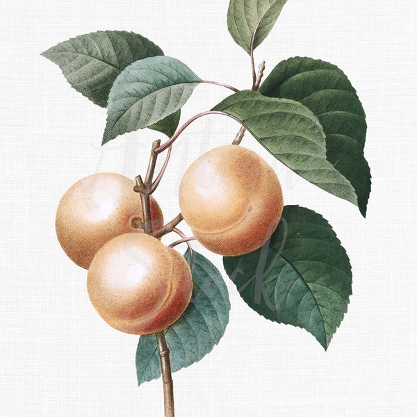 Fruit Clipart "Apricot Peach" Plant Digital Download Botanical Illustration Art Image for Invitations, Crafts, Collages, Wall Art...