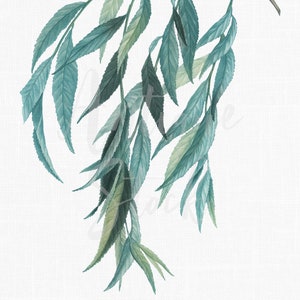 Botanical Illustration &quot;Weeping Willow&quot; Old Printable Digital Download PNG and JPG Images for Crafts, Invitations, Collages...