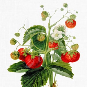 "Früchte Bild Download ""Erdbeere"" botanische Illustration JPG / PNG Dateien zum Basteln, Drucken, Decoupage, Collagen ..."