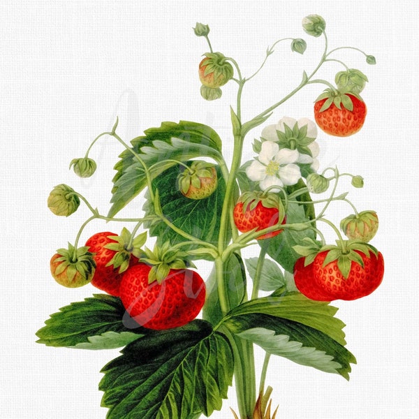 Fruit Image Download "Wild Strawberry" Botanical Illustration JPG / PNG Files for Crafts, Printing, Decoupage, Collages...