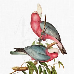 Vintage Bird Illustration "Galah Cockatoos" Printable Image for Wall Art, Invitations, Card Making, Decoupage, Crafts...