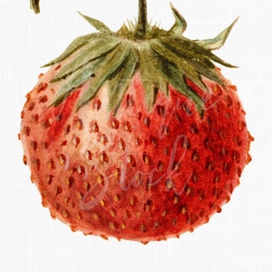 Strawberry Image Digital Download &quot;Alpha Strawberry&quot; Botanical Fruit Illustration JPG / PNG Files for Crafts, Printing, Decoupage...