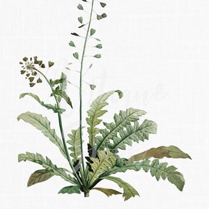 Download digital de impressão de planta, ilustração de botânica para impressão "Bolsas de pastor" PNG + JPG para decoração de parede, impressão, artesanato, colagens ...