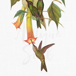 Hummingbird Clipart PNG + JPG Illustrations &quot;Sword-billed Hummingbirds&quot; for Wall Art, Decoration, Decoupage, Paper Crafts, Invites...