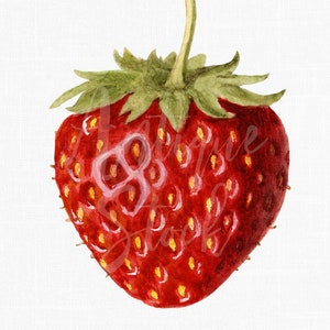 Imagen de fresa Descarga digital "Fruta de fresa" Ilustración botánica Archivos JPG / PNG para manualidades, impresión, sublimación, collages...
