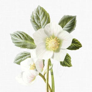Clipart di rose di Natale, illustrazione botanica, PNG, JPG, arte floreale vintage, stampabile, download, disegno di pianta antica Helleborus Niger