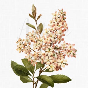 Roze bloemen clipart, instant download botanische afbeelding, afbeeldingen voor collages, vintage plantkunde print, handgetekende digitale kunst • Indiase meidoorn