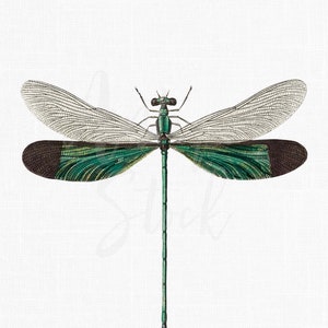 Damselfly Clipart "Stream Glory" Insect Digital Download PNG + JPG Images for DIY Projects, Decoupage, Invitations, Collages...
