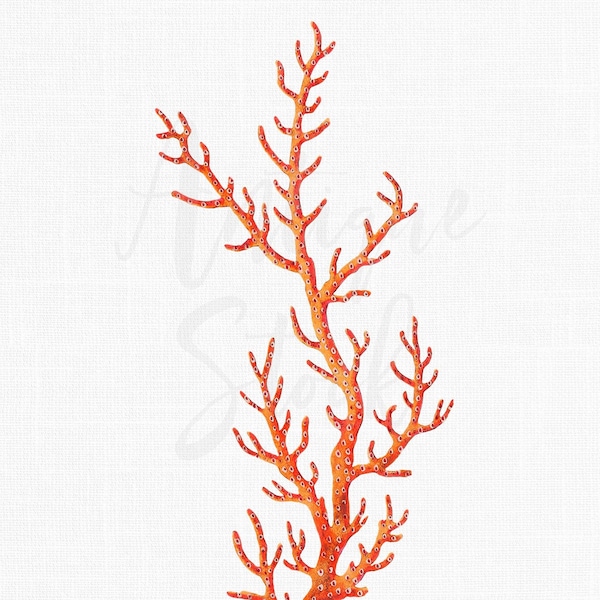 Coral Clipart, Antique Illustration Digital Download "Flat Gorgonia" PNG & JPEG Images for Collages, Wall Decor, Invitations, Projects...