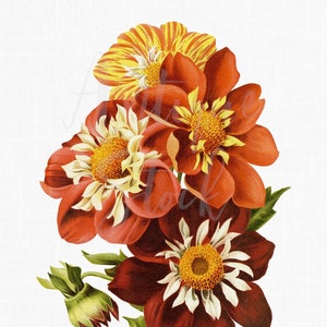 Imágenes prediseñadas de flores "Variedades de dalias". Gráficos digitales vintage para manualidades, arte mural, collages, transferencias, álbumes de recortes, invitaciones...