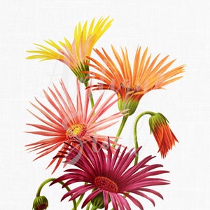 12x16 Botanik Druck Download "Hybrid Gerberas" PNG + JPG druckbare Dateien für Wand dekor, Decoupage, Tapeten Design...