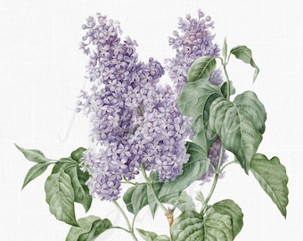 16x20 Lilac Flower Clipart "Syringa" Botanical Illustration, Instant Download Image for Invitations, Crafts, Collages, Wall Art...