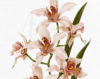 Imágenes prediseñadas de orquídeas "Cymbidium Insigne". Ilustración botánica para descargar. Ideal para invitaciones, álbumes de recortes, decoración de paredes, manualidades en papel...