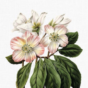Botanische Illustration "