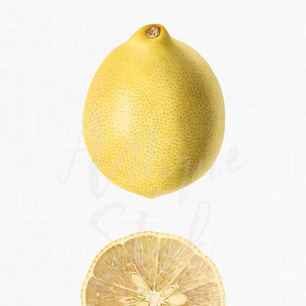 Lemon Botanical Illustration Print "Perrine Lemon" Digital Download for Invitations, Crafts, Scrapbook, Collages...