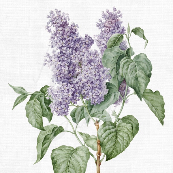 Lilac Flower Clipart "Syringa" Botanical Illustration, Instant Download Image for Invitations, Crafts, Collages, Wall Art...