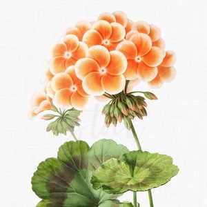 May include: A vintage botanical illustration of a geranium plant. The image shows a cluster of orange flowers with white centres, green leaves with brown markings, and a green stem. The background is white.