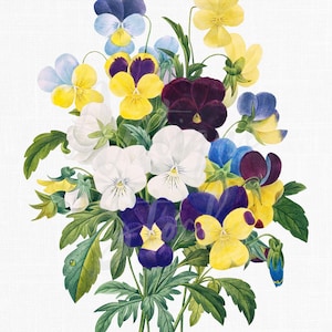 Illustration botanique « Pensées » fleurs Clipart numérique à télécharger pour faire-part de mariage, collages, découpage, travaux manuels...