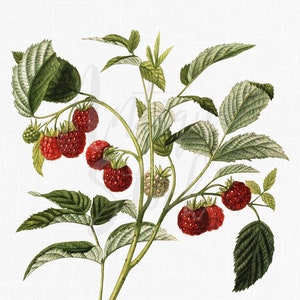 Téléchargement numérique Plante « Framboise commune » vintage Botanique PNG Image pour les collages, la fabrication de cartes, l’artisanat en papier, le scrapbooking, l’art mural...