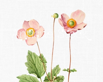 Pink Anemone Flowers Clipart "Pink Windflowers" Botanical Illustration Digital Download Image for Invitations, Crafts, Collages...