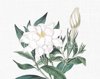 flower old image red camellia botanical illustration etsy