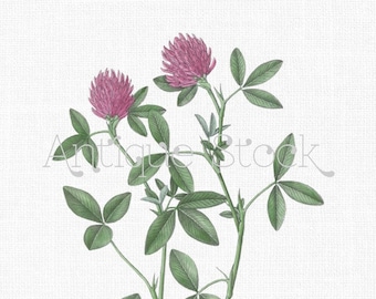 Vintage roze bloemen afbeelding "Zigzag Clover" botanische illustratie digitale download voor collages, uitnodigingen, ontwerp, kaart maken...