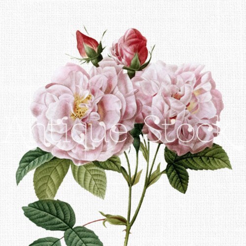Flower Clipart Image damask Roses Botanical - Etsy