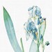 Flower Clip Art 'Dalmatian Iris' Botanical Illustration Digital Download for Scrapbook, Wall Decor, Collages, DIY Projects...