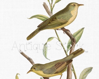 Bird Digital Download "Melodious and Icterine" Warblers Image, Download and Print, Iron on Transfer, Scrapbooking, Crafts, Invites...