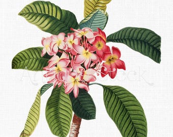 Flower Clipart "Plumeria Rubra" Antique Botanical Illustration Digital Download for Prints, Collages, Decoupage, Invitations...