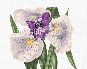Clip Art Flower PNG "Japanese Iris" Botanical Art Digital Download Image for Wedding Invitations, Scrapbook, Prints, Collages, Crafts...