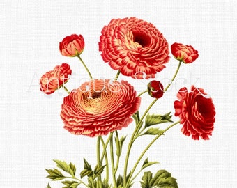 Ranunculus Flowers Botanical Illustration, Persian Buttercup Clip Art (Digital Download)