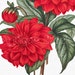 Red Flower Clip Art 'Cactus Dahlia' Vintage Digital Image for Craft Projects, Wall Art, Collages, Transfers, Scrapbooking, Invites...