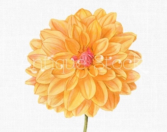 Clipart Flower PNG "Orange Dahlia" Botanical Art Digital Download Image for Wedding Invitations, Scrapbook, Prints, Collages, Crafts...