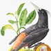Bird Old Digital Image 'Crested Oropendola' Vintage Bird Illustration for Collages, Graphic Design, Decoupage, Wall Decor, Invites...
