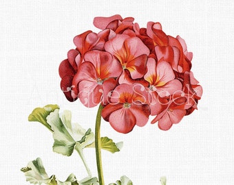 Flower Clipart "Pink Geranium" Digital Download Botanical Storksbill Illustration for Scrapbooking, Crafts, Wedding Invitations...