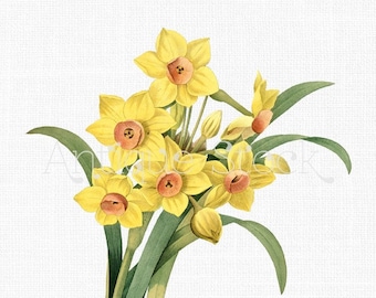 May include: A watercolour illustration of a bunch of daffodils. The flowers are yellow with orange centres, and the stems and leaves are green. The background is white.