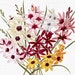 Flowers Clipart 'Corn Lily' Digital Download Botanical Illustration Art Image for Invitations, Crafts, Collages, Wall Art...