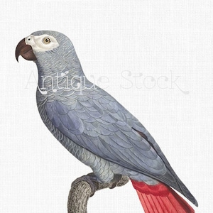 Papegaai illustratie "Afrikaanse grijze papegaai" digitale download PNG + JPG-afbeeldingen voor kunst aan de muur, prenten, decoupage, collages, uitnodigingen, doe-het-zelf-kaarten...
