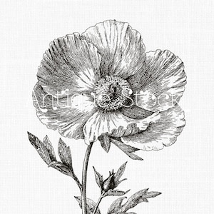 Flower Line Art Drawing &quot;Matilija Poppy&quot; Botanical Print Instant Download for Scrapbooking, Paper Craft, Decoupage, Invitations...