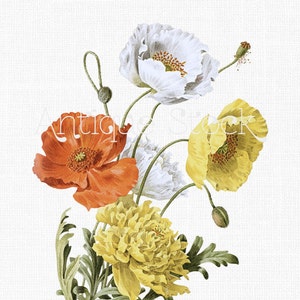 Clipart di fiori di papavero "Papaveri islandesi" Illustrazione botanica stampabile Download istantaneo Arte per Scrapbooking, Wall Art, Inviti...
